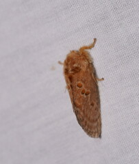 Pseudanapaea denotata