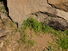 Lolium canariense