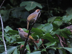 Pycnonotus zeylanicus