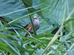 Pycnonotus zeylanicus