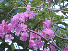 Psittaculidae