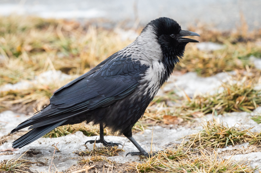 Hooded × Carrion Crow