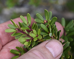 Tasmannia vickeriana