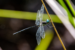 Eusynthemis nigra