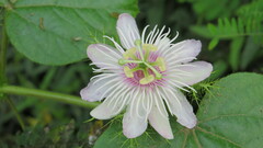 Passiflora vesicaria