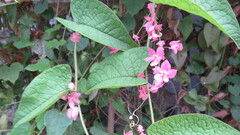 Magnoliopsida