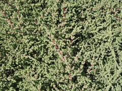Caroxylon tetrandrum