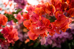 Bougainvillea