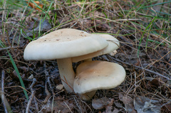 Leucopaxillus cutefractus
