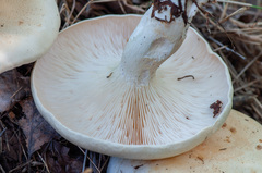 Leucopaxillus cutefractus