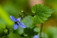 Lobelia trigonocaulis