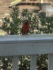 Cardinalis cardinalis