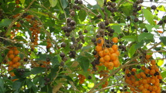 Duranta erecta