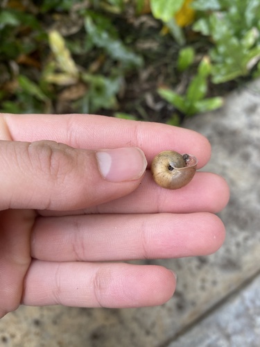 Bradybaena similaris observed 2023-02-23