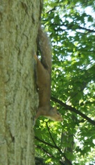 Sciurus carolinensis