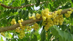 Phyllanthus acidus