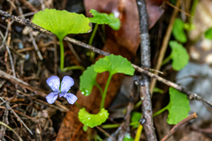 Viola silicestris