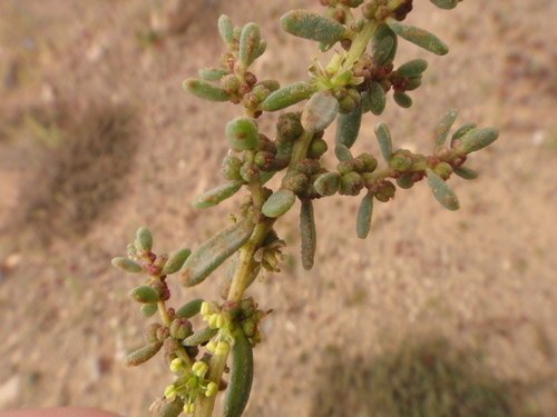 Suaeda vermiculata image