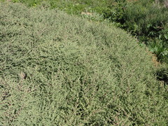 Caroxylon tetrandrum