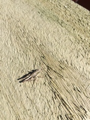 Phaulacridium marginale