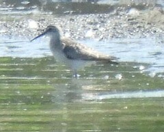 Calidris ferruginea