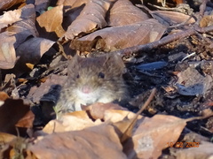 Clethrionomys glareolus