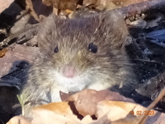 Clethrionomys glareolus