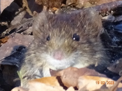 Clethrionomys glareolus