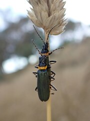 Chauliognathus lugubris