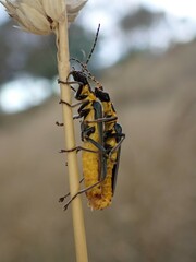 Chauliognathus lugubris