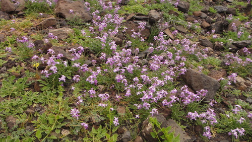 Image of Matthiola bolleana by (c) Christian Berg, some rights reserved (CC BY)