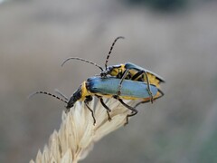Chauliognathus lugubris