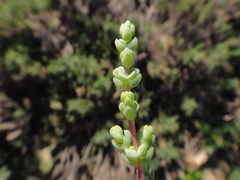 Caroxylon tetrandrum