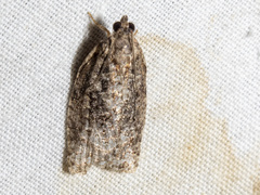 Thrincophora