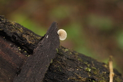 Panellus mitis