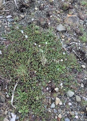 Pimelea carnosa