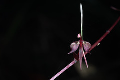 Acianthus tenuilabris