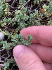 Pimelea carnosa