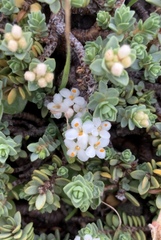 Pimelea carnosa