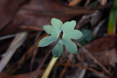Acianthus tenuilabris