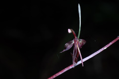 Acianthus tenuilabris