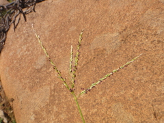 Digitaria nodosa