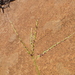 Digitaria nodosa - Photo (c) Christian Berg, some rights reserved (CC BY), uploaded by Christian Berg