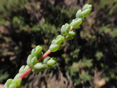 Caroxylon tetrandrum
