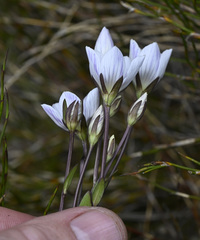 Gentianella bawbawensis