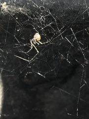 Cryptachaea gigantipes