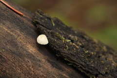 Panellus mitis