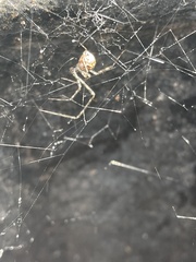 Cryptachaea gigantipes