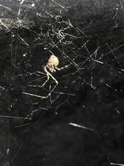 Cryptachaea gigantipes