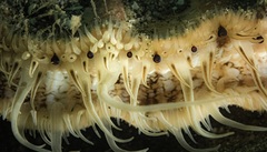 Pecten novaezelandiae